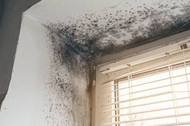 Affordable Hvac And Air Duct Mold Remediation solutions in Wilsonville, OR